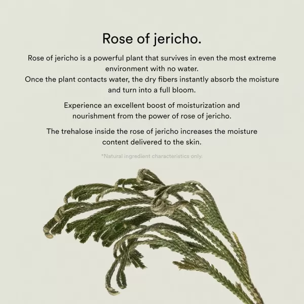 Abib Collagen Gel Mask Jericho Rose Jelly 10 Sheets I Vegan Collagen Cooling Nourishing Hyaluronic Acid Hydrogel Facial Mask