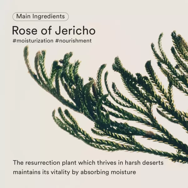 Abib Jericho Rose Bifida Serum Firming Drop Visibly Smooths Textured Skin Evens Skin Tone
