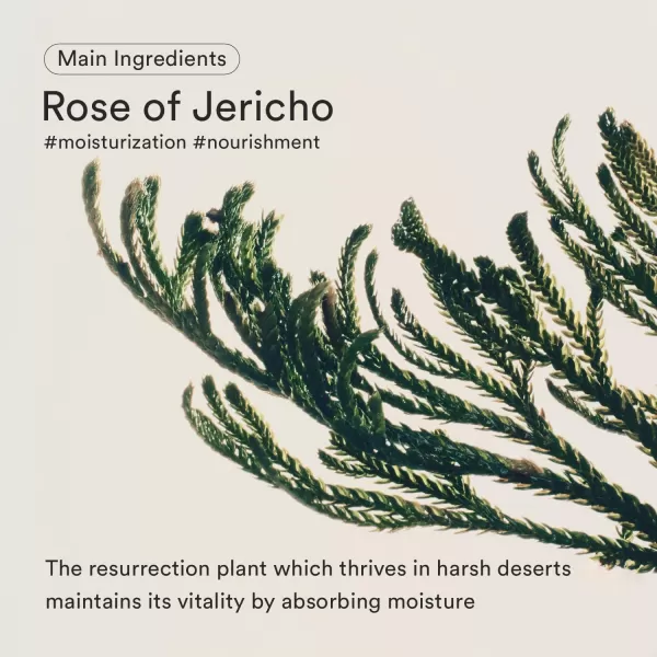 Abib Jericho Rose Crme Nutrition Tube 254 fl oz I Revitalizing for Dull and Dehydrated Skin